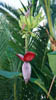 Blume
