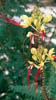 Blume